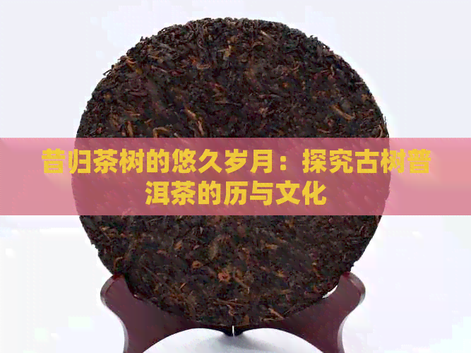 昔归茶树的悠久岁月：探究古树普洱茶的历与文化