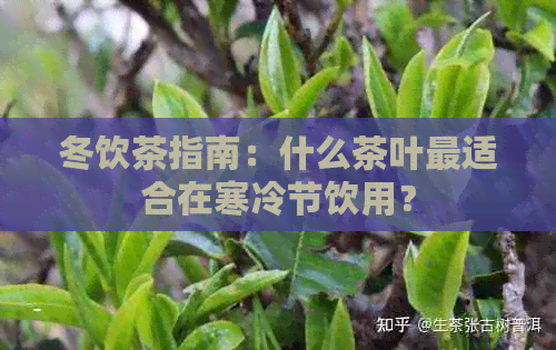 冬饮茶指南：什么茶叶最适合在寒冷节饮用？