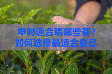 申时适合喝哪些茶？如何选择最适合自己的茶品？