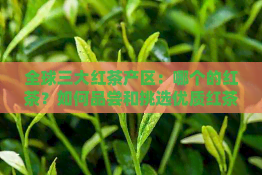 全球三大红茶产区：哪个的红茶？如何品尝和挑选优质红茶？