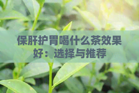 保肝护胃喝什么茶效果好：选择与推荐