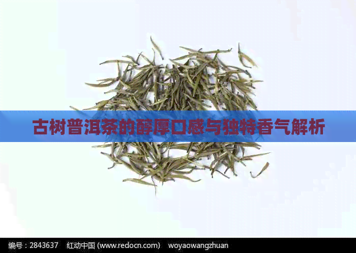 古树普洱茶的醇厚口感与独特香气解析