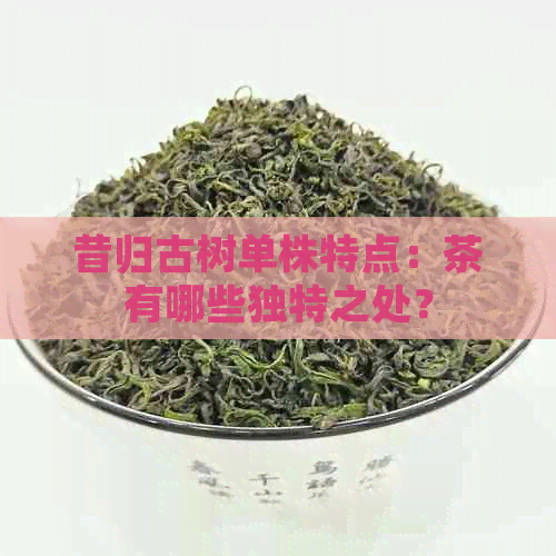 昔归古树单株特点：茶有哪些独特之处？