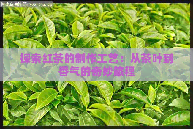 探索红茶的制作工艺：从茶叶到香气的奇妙旅程