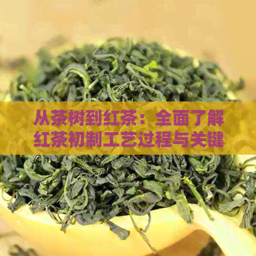 从茶树到红茶：全面了解红茶初制工艺过程与关键步骤