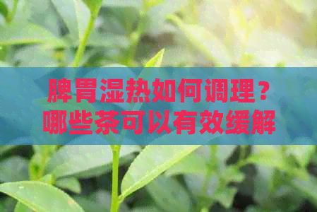 脾胃湿热如何调理？哪些茶可以有效缓解症状？