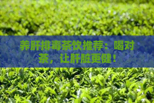 养肝排茶饮推荐：喝对茶，让肝脏更健！