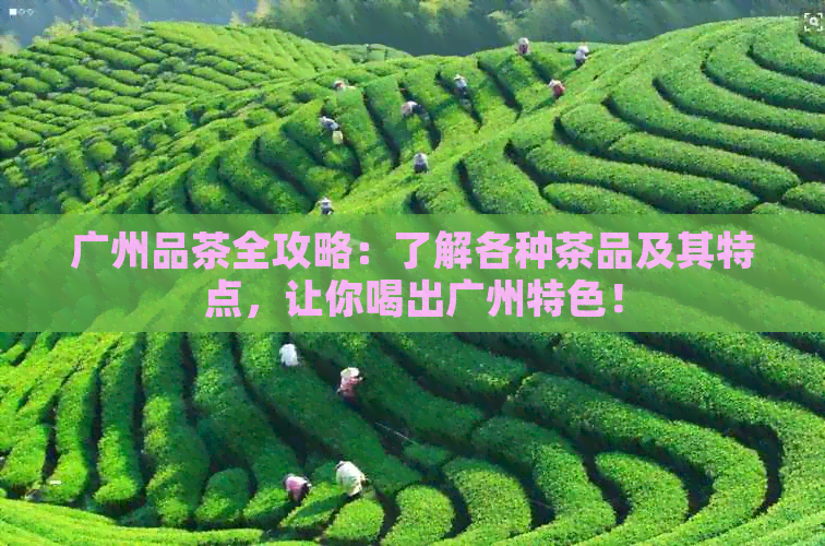 广州品茶全攻略：了解各种茶品及其特点，让你喝出广州特色！