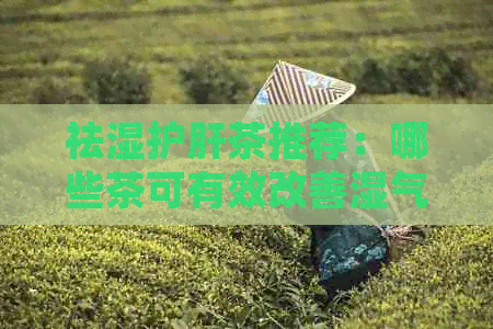 祛湿护肝茶推荐：哪些茶可有效改善湿气和肝脏问题？