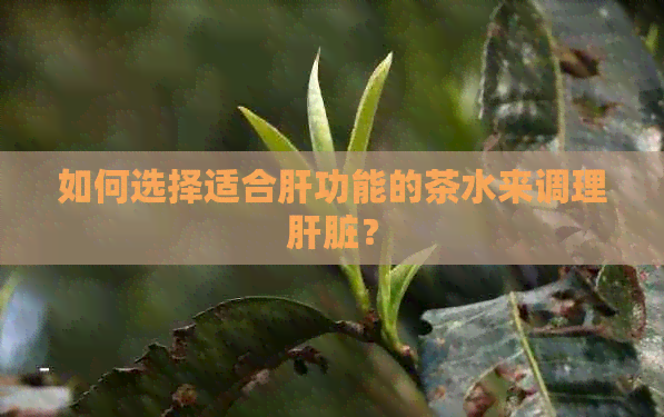 如何选择适合肝功能的茶水来调理肝脏？