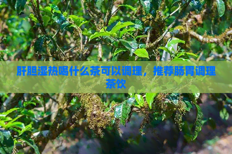 肝胆湿热喝什么茶可以调理，推荐肠胃调理茶饮