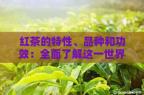 红茶的特性、品种和功效：全面了解这一世界著名的茶类