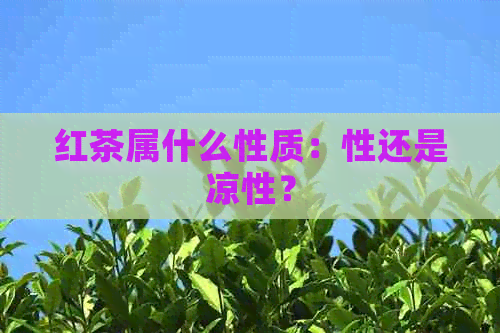 红茶属什么性质：性还是凉性？