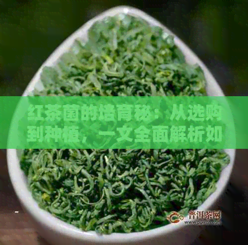 红茶菌的培育秘：从选购到种植，一文全面解析如何成功培育红茶菌