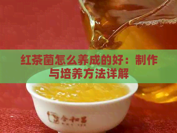 红茶菌怎么养成的好：制作与培养方法详解