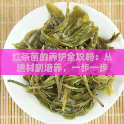 红茶菌的养护全攻略：从选材到培养，一步一步教你如何让红茶菌茁壮成长