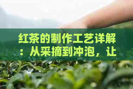 红茶的制作工艺详解：从采摘到冲泡，让你全面了解红茶的奥秘