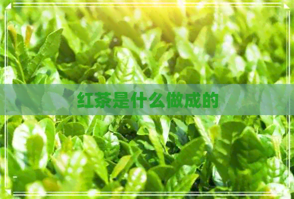 红茶是什么做成的