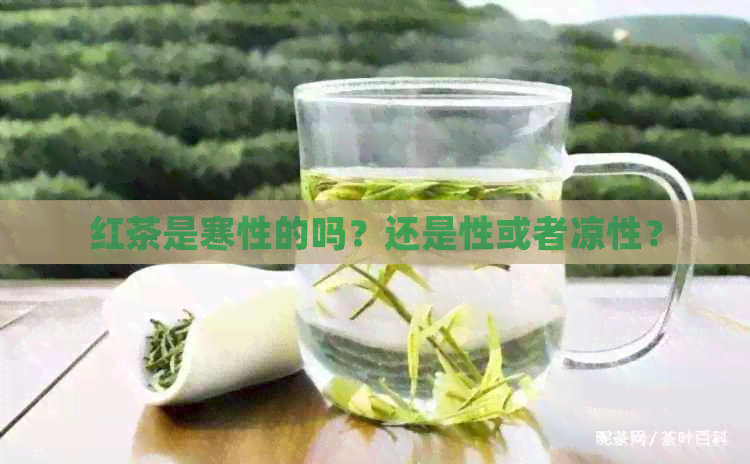 红茶是寒性的吗？还是性或者凉性？