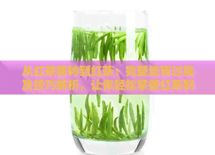 从红茶菌种到红茶：完整培育过程及技巧解析，让你轻松掌握红茶制作秘