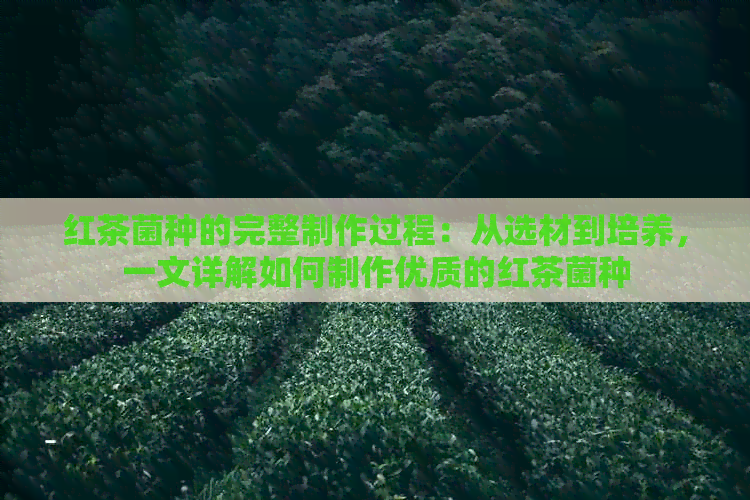 红茶菌种的完整制作过程：从选材到培养，一文详解如何制作优质的红茶菌种