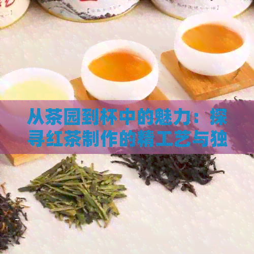 从茶园到杯中的魅力：探寻红茶制作的精工艺与独特流程