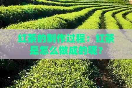 红茶的制作过程：红茶是怎么做成的呢？