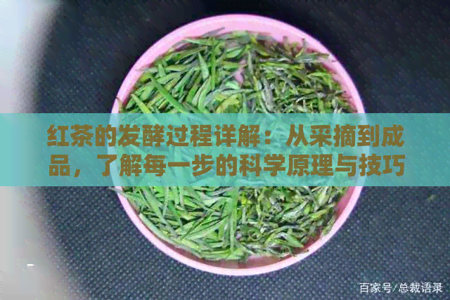 红茶的发酵过程详解：从采摘到成品，了解每一步的科学原理与技巧