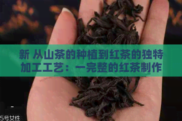 新 从山茶的种植到红茶的独特加工工艺：一完整的红茶制作流程