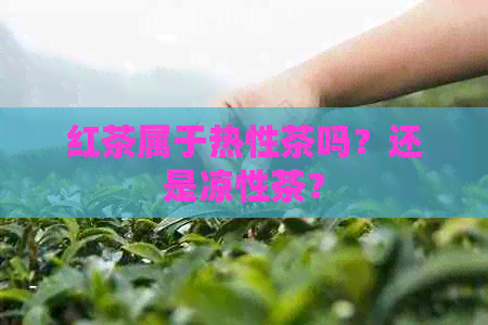 红茶属于热性茶吗？还是凉性茶？