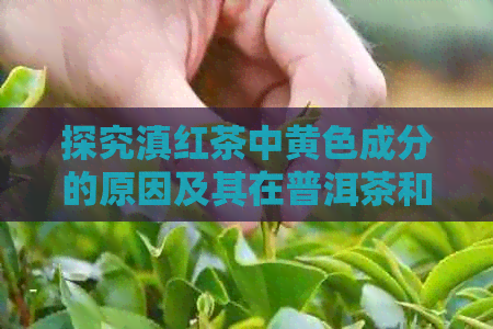 探究滇红茶中黄色成分的原因及其在普洱茶和红茶茶中的作用