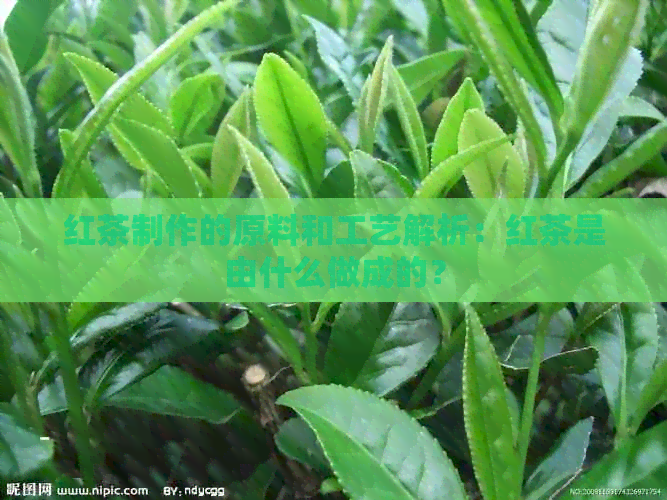 红茶制作的原料和工艺解析：红茶是由什么做成的？