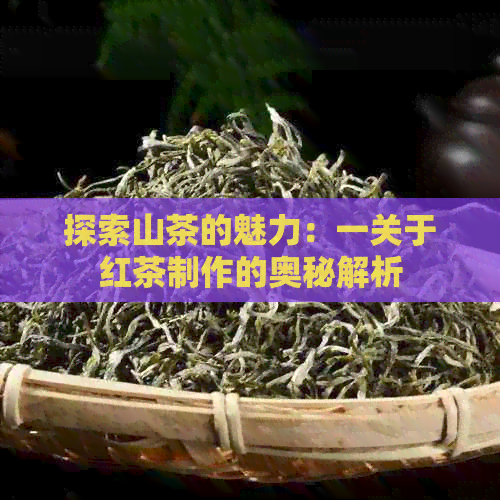 探索山茶的魅力：一关于红茶制作的奥秘解析