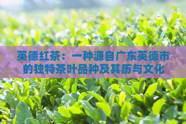 英德红茶：一种源自广东英德市的独特茶叶品种及其历与文化