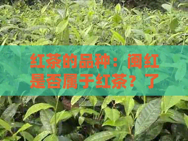 红茶的品种：闽红是否属于红茶？了解其特点和产地