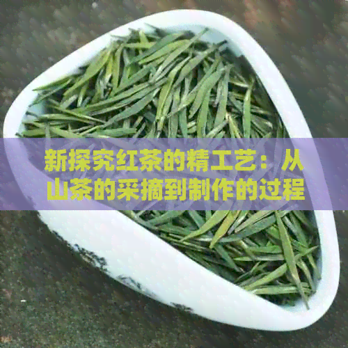 新探究红茶的精工艺：从山茶的采摘到制作的过程详解