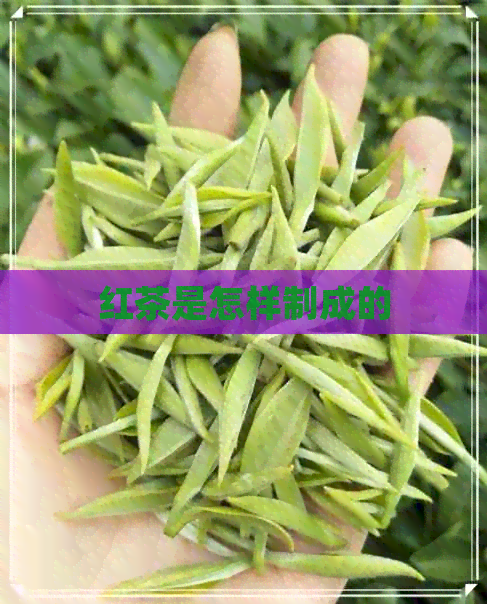 红茶是怎样制成的