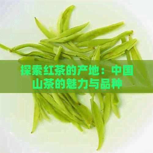 探索红茶的产地：中国山茶的魅力与品种