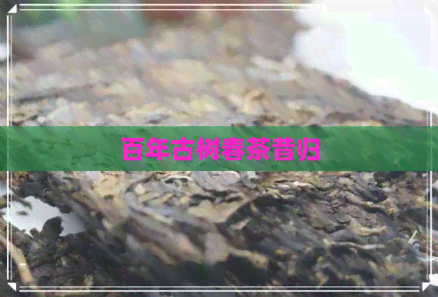 百年古树春茶昔归