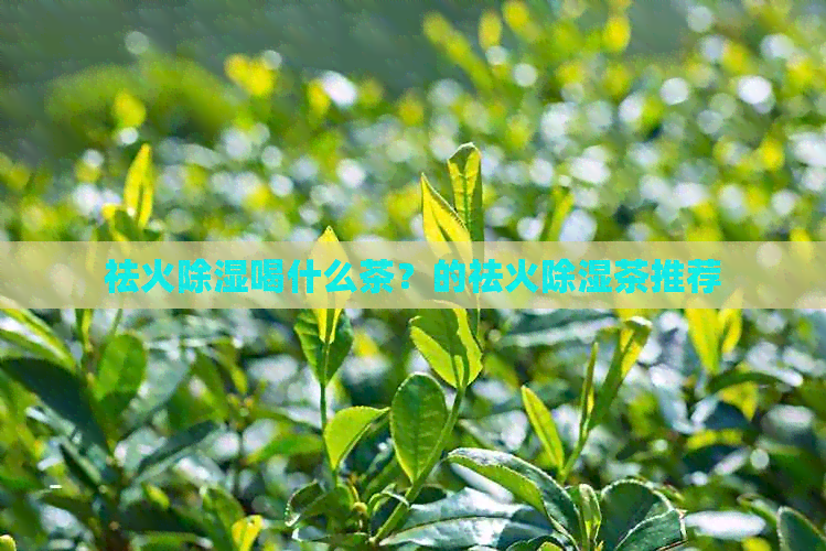 祛火除湿喝什么茶？的祛火除湿茶推荐