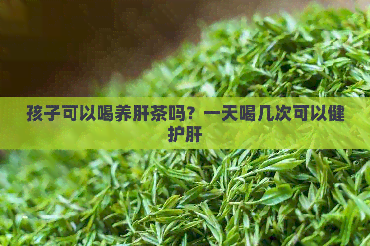 孩子可以喝养肝茶吗？一天喝几次可以健护肝