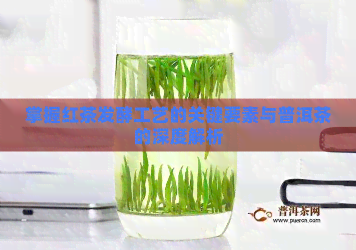 掌握红茶发酵工艺的关键要素与普洱茶的深度解析