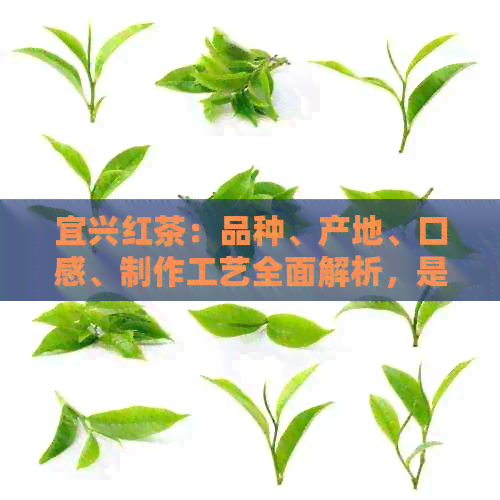 宜兴红茶：品种、产地、口感、制作工艺全面解析，是否出名一目了然