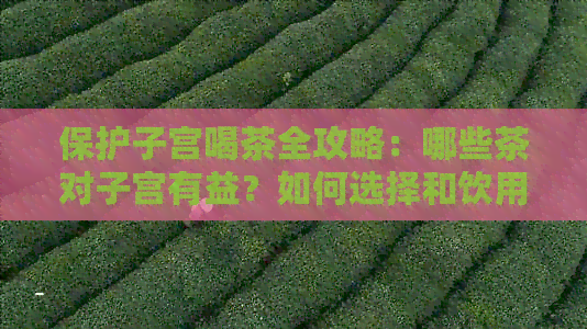 保护子宫喝茶全攻略：哪些茶对子宫有益？如何选择和饮用？