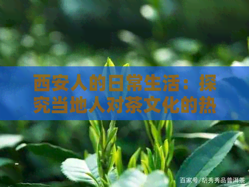 西安人的日常生活：探究当地人对茶文化的热爱