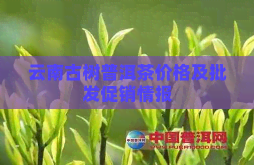 云南古树普洱茶价格及批发促销情报