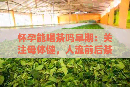 怀孕能喝茶吗早期：关注母体健，人流前后茶的饮用指导