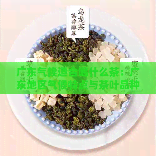 广东气候适合喝什么茶：广东地区气候特点与茶叶品种推荐