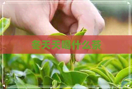 冬天天喝什么茶