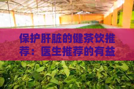 保护肝脏的健茶饮推荐：医生推荐的有益于肝脏功能恢复的茶品